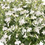 Lobelia White Cloud